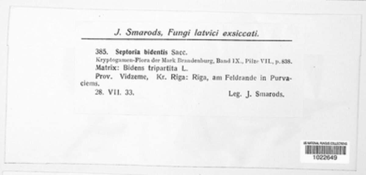 Septoria bidentis image
